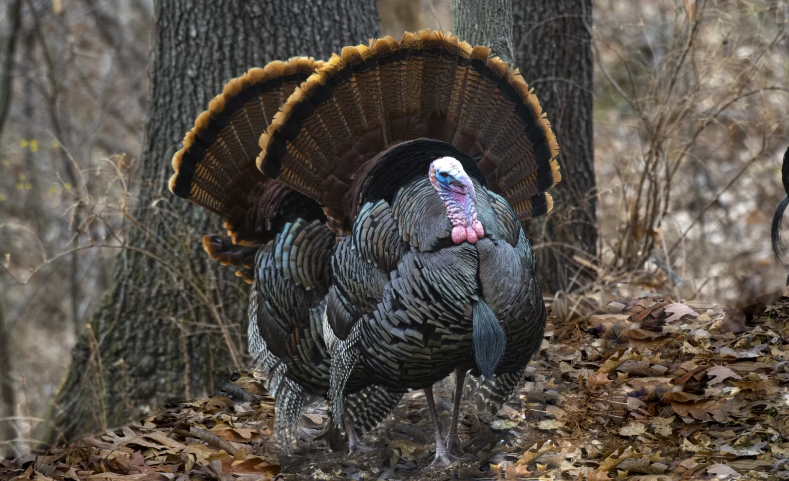 Discover the Beauty of Kansas City’s Wildlife Refuges and Conservation Areas
